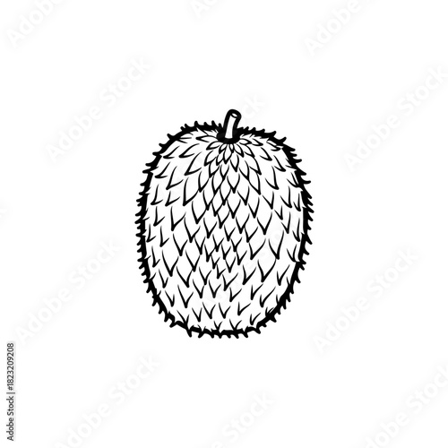 Durian fruit outline