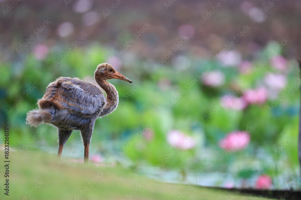 Naklejka premium The sarus crane is a rare, large bird that lives in wetlands and organic rice fields in Buriram Province, Thailand.