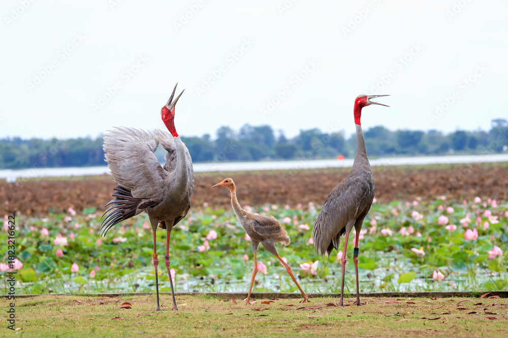 Obraz premium The sarus crane is a rare, large bird that lives in wetlands and organic rice fields in Buriram Province, Thailand. 