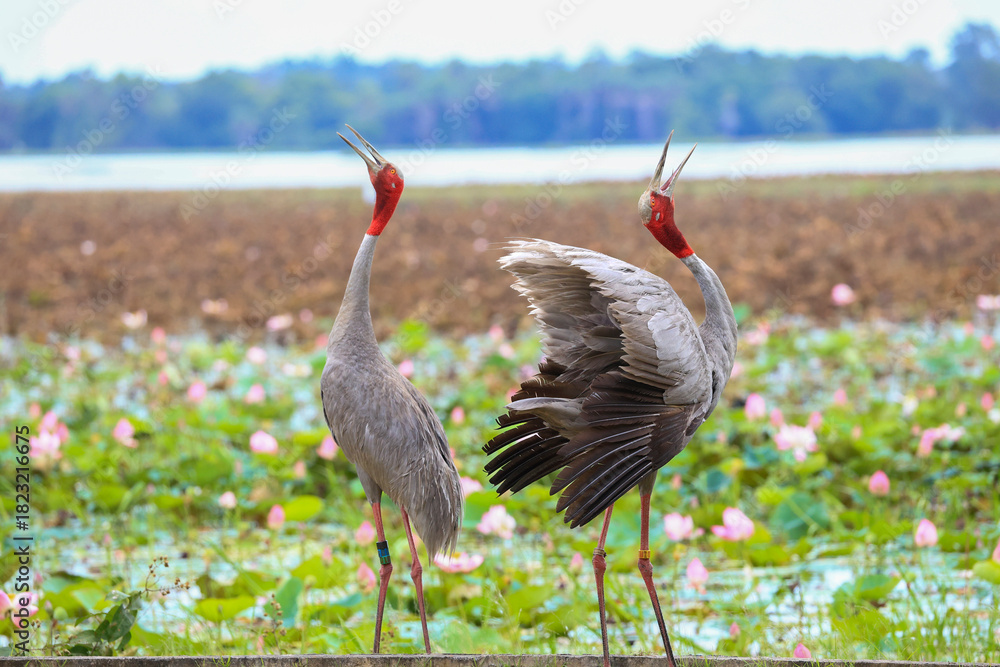 Obraz premium The sarus crane is a rare, large bird that lives in wetlands and organic rice fields in Buriram Province, Thailand. 