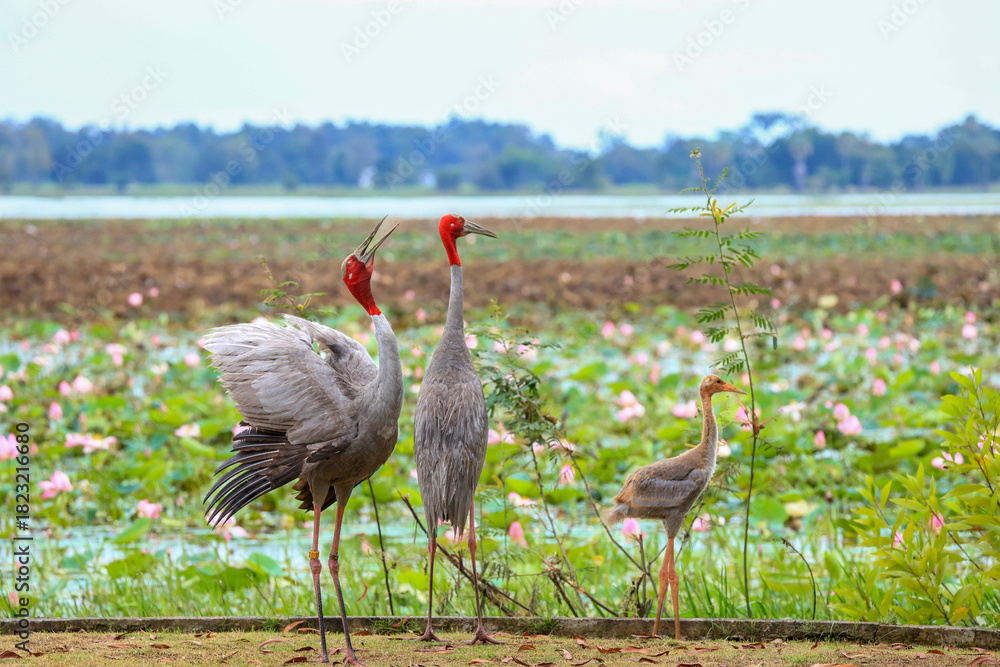 Obraz premium The sarus crane is a rare, large bird that lives in wetlands and organic rice fields in Buriram Province, Thailand. 