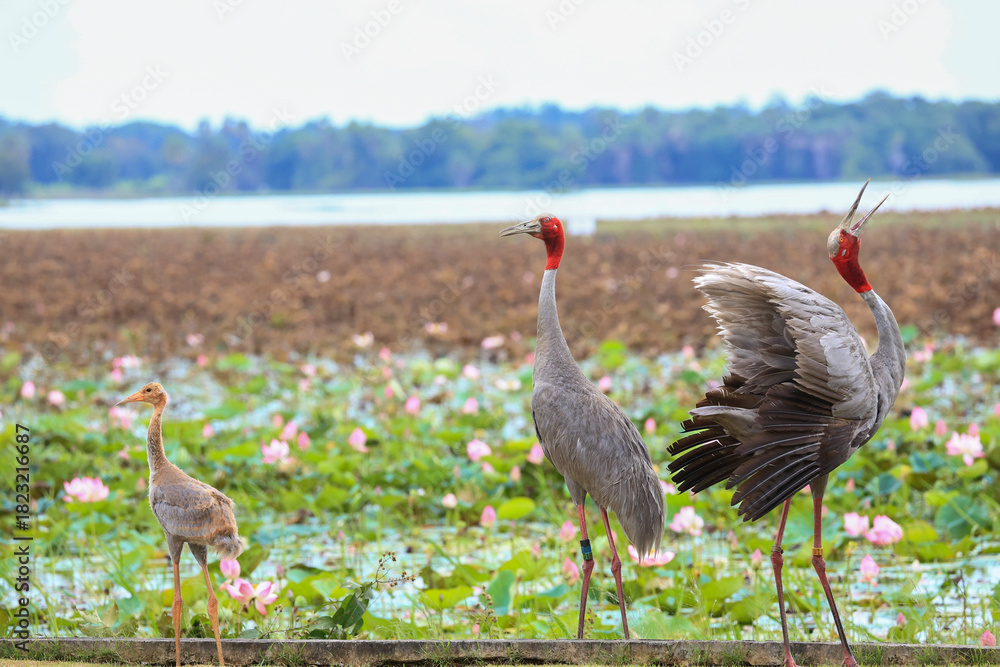 Obraz premium The sarus crane is a rare, large bird that lives in wetlands and organic rice fields in Buriram Province, Thailand. 