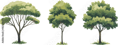 Stylized tree illustration set, umbrella, rounded, and bushy canopy shapes, nature vector collection, botanical graphics, landscape clipart, foliage design