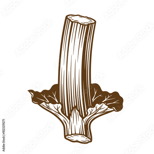 Artistic vintage sketch illustration of a detailed rhubarb plant isolated on white background