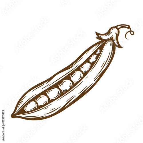 Artistic vintage sketch illustration of an open pea pod filled with fresh green peas