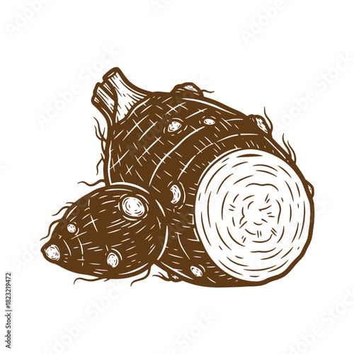 Artistic vintage sketch illustration of taro root vegetable isolated on white background