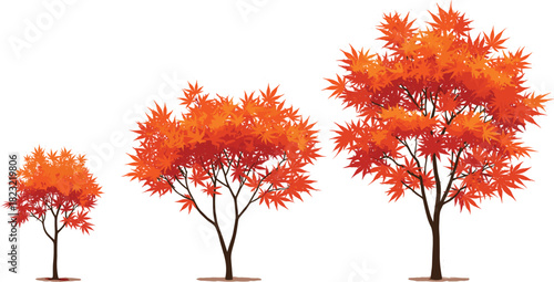 Tree growth illustration set, autumn foliage stages, seasonal development concept, botanical vector, nature clipart, environmental design, orange-red canopy