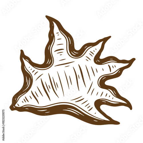 Brown sketch vintage sea shell isolated on white background for design elements