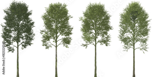 Tree illustration set, foliage density variations, environmental design elements, botanical vector, landscaping concept, seasonal growth stages, nature clipartTree illustration set, foliage density va