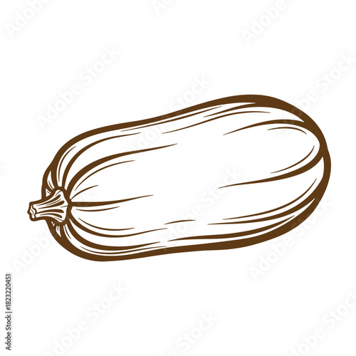 Detailed brown ink sketch illustration of a butternut squash vegetable harvest element
