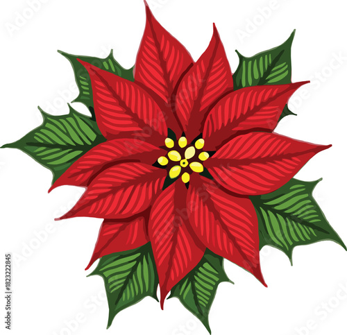 poinsettia christmas flower, plant 