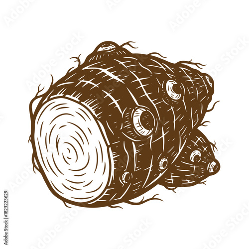 Detailed sketch vintage illustration of a brown taro root with its cross section visible