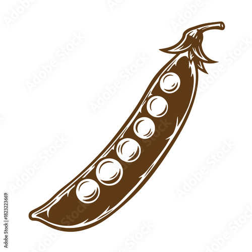 Detailed sketch vintage illustration of a brown pea pod with fresh green peas inside