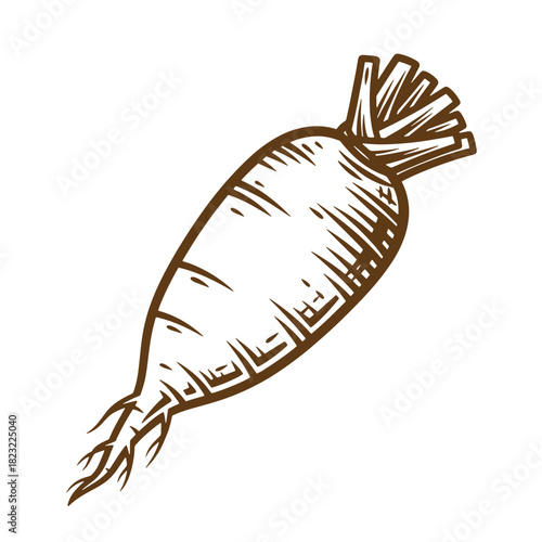 Hand drawn illustration of a fresh carrot perfect for food related projects or designs