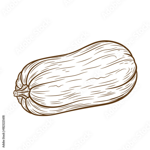 Hand drawn sketch illustration of a butternut squash vegetable on a white background