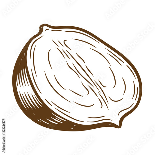 Hand drawn sketch illustration of a hazelnut kernel in brown color isolated on white background