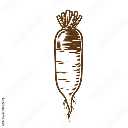 Intricate sketch illustration of a detailed daikon radish with vintage style on white background