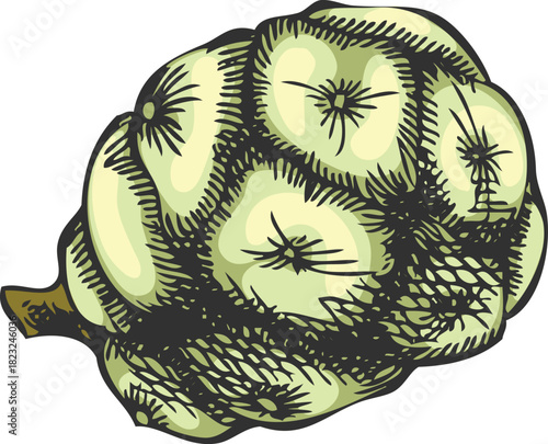 Cypress cone hand drawn vector illustration, conifer tree botanical sketch, coniferous fragrance, woody forest scent