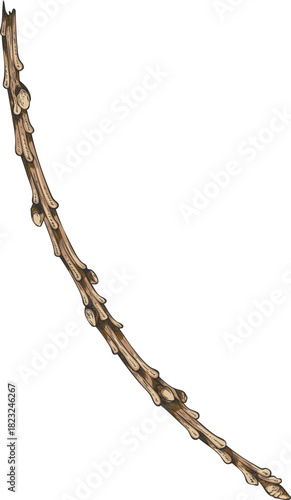 Conifer tree twig hand drawn vector illustration, pine, cypress, European Larch, fir tree stem, stick or branch sketch