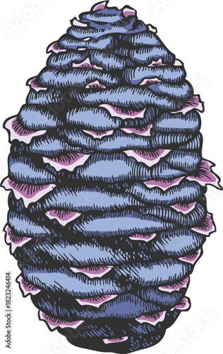 Balsam fir cone vector hand drawn, blue pine cone botanical sketch, coniferous fragrance, Xmas decoration