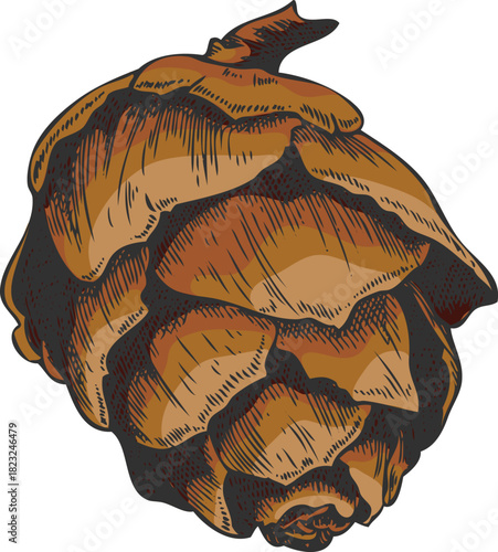 European Larch cone hand drawn vector, conifer tree brown cone botanical sketch, natural forest scent, Xmas decoration