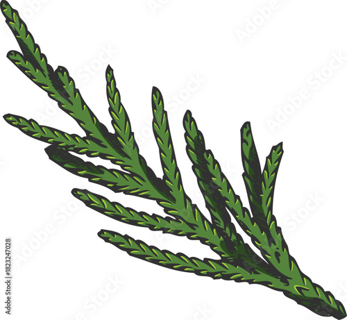 Cypress tree twig hand drawn vector illustration, conifer evergreen plant, Christmas decoration, woody forest scent