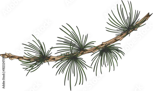 European Larch branch hand drawn vector illustration, conifer tree twig botanical color sketch, Xmas decoration