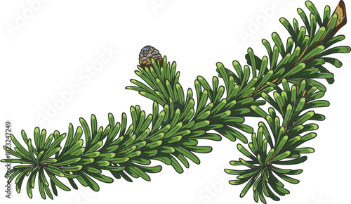 Balsam fir tree branch with small blue cone vector hand drawn, conifer evergreen plant, Christmas decoration sketch