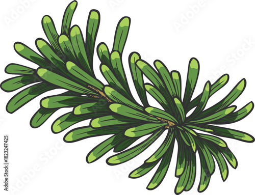 Balsam fir tree branch hand drawn vector illustration, conifer evergreen plant botanical sketch, Christmas decoration