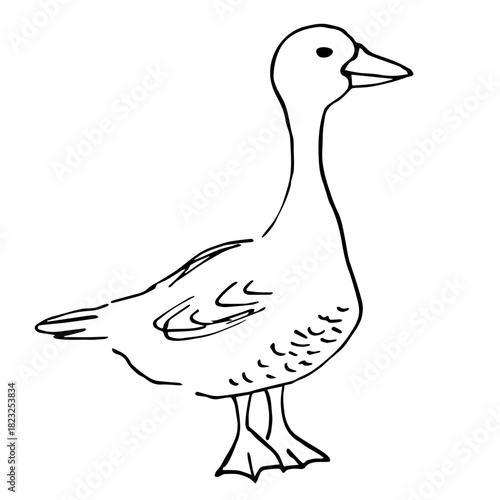 Poultry yard, goose, bird. Farm animals. Wild nature. Simple hand-drawn vector illustration with a black outline. Ink sketch.