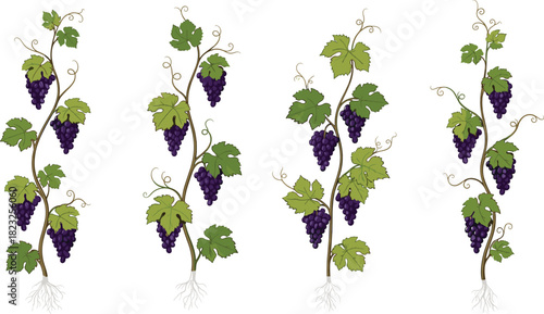 Grapevine illustration, purple grapes, green leaves, vineyard plant, botanical drawing, agriculture clipart, root system, stylized vine, farming art