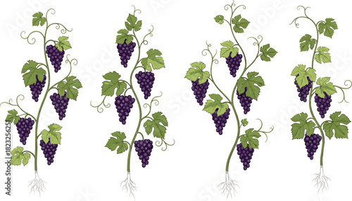 Grapevines, dark purple grapes, green leaves, botanical illustration, realistic roots, vineyard plant, agriculture, fruiting vine, nature, viticulture