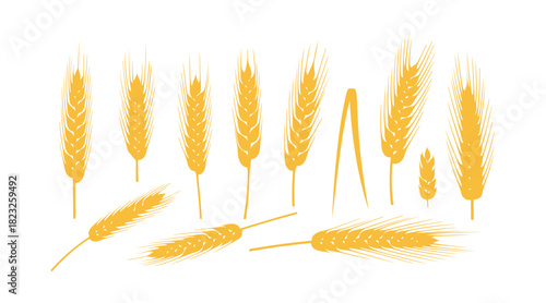A variety of wheat, rye, and barley spikelets displayed on a white surface, each with unique shapes.