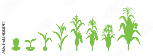 A vector illustration showing the stages of corn growth in a flat design. It depicts the planting of corn plants.