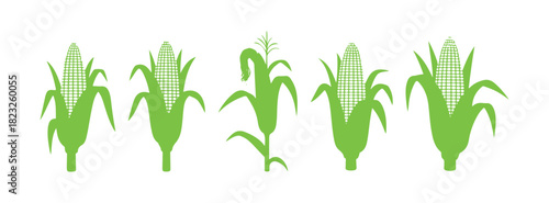 Flat design vector illustration of corn growth stages. The process of planting corn. Maize development from seed to flowering and fruit-bearing plant, set against a white background. 