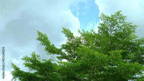 4k slow motion video of trees swaying in the wind and blue sky in the background