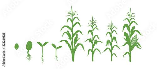 The life cycle of a corn (maize) plant. It goes through various growth stages from seed to flowering and fruiting, all set against a white background.

