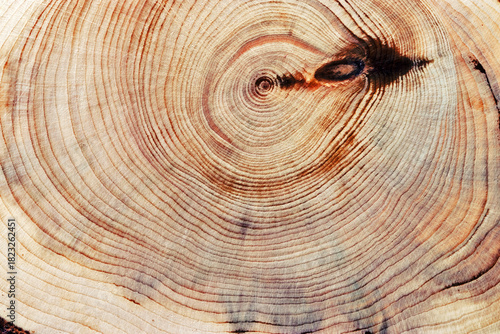 Wood pattern, detailed view of wooden surface with natural tree rings and knot of juniper, grain and line patterns, organic textures in earthy tones. For nature, woodworking, or organic design