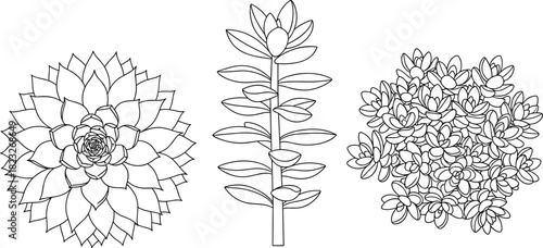Hand drawn succulent plant vector set, black and white line art, botanical sketch, echeveria, cactus outline, decorative nature illustration elements.
