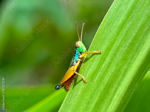 Vibrant macro profile of a bright green and yellow-orange grasshopper nymph clinging vertically to a wide green leaf.