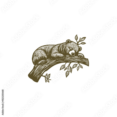 vintage engraving illustration depicting a small bear cub sleeping peacefully on a tree branch surrounded by leaves