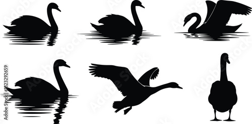 Black swan silhouettes, water reflections, flying swan, swimming birds, nature wildlife, lake animals, elegant birds, bird vector, graceful swans, pond waterfowl, 