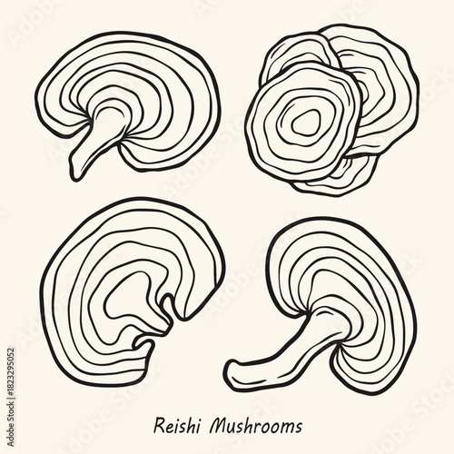 Hand-Drawn Reishi Mushroom Illustration Set, Organic Medicinal Fungi Line Art for Herbal and Botanical Designs