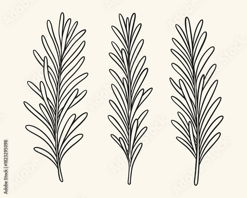 Hand drawn rosemary herb branch illustration set