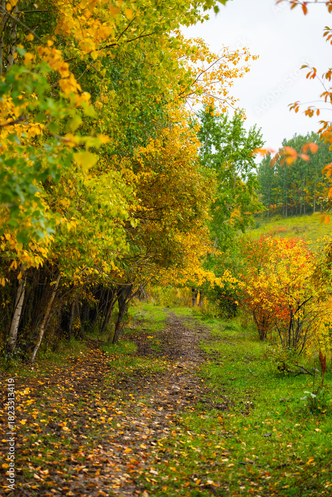 Naklejka premium A muddy dirt path covered in fallen leaves winds through a dense forest with trees displaying bright yellow and green autumn colors