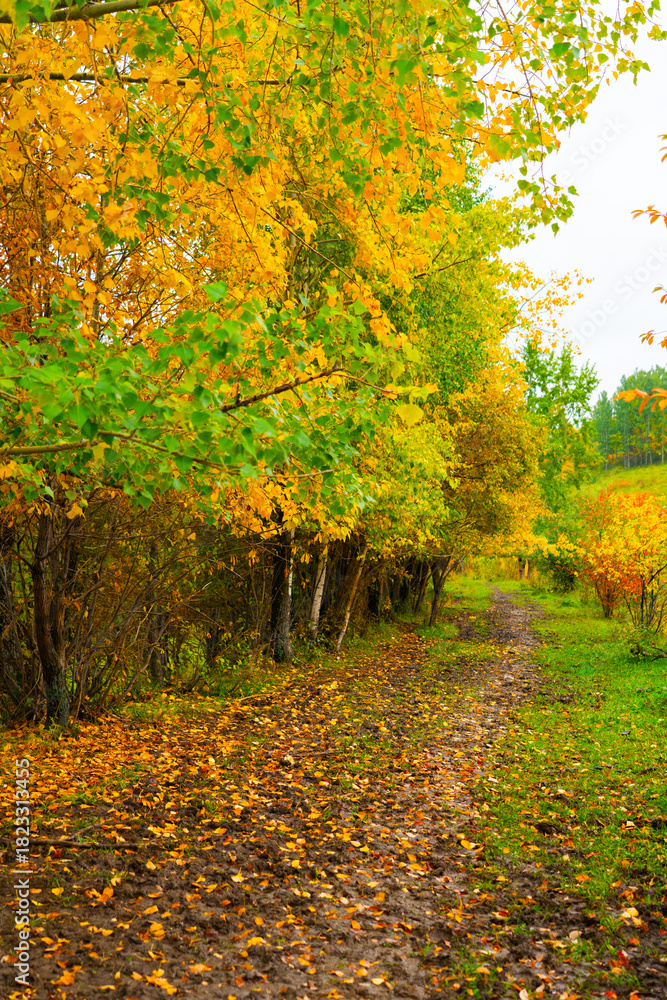 Naklejka premium A muddy dirt path covered in fallen leaves winds through a dense forest with trees displaying bright yellow and green autumn colors