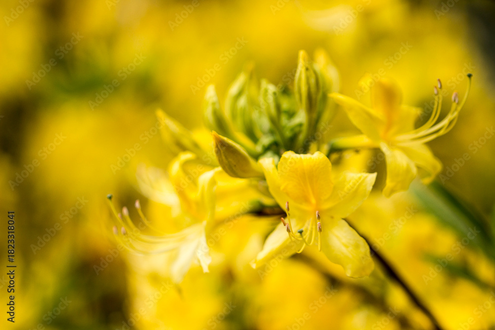 Fototapeta premium the birch bark is beautiful yellow. bright flowers. close-up. natural lighting