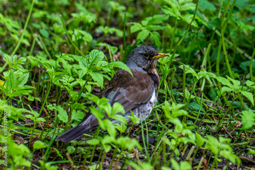 Fototapeta premium a common blackbird on a background of green grass.close-up. summer.