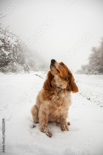 A brown and tan Spaniel-type dog sits patiently in deep snow, looking up at a nearby snow-covered tree branch in a foggy winter landscape