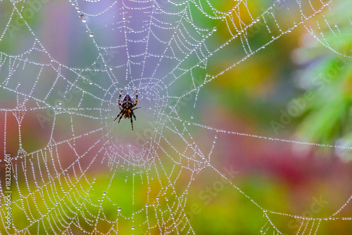 a cross-legged spider on a web with dewdrops. a colorful macro photograph of an insect in the wild. a screensaver. space for text. bokeh